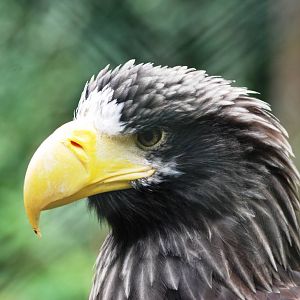 Steller's Sea Eagle at Nuremberg, 04/09/15