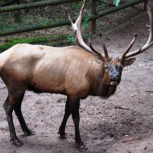 North American Wapiti at Nuremberg, 04/09/15