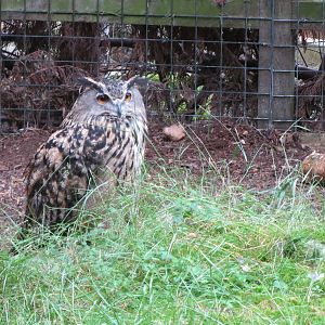 Eurasian Eagle Owl 250815