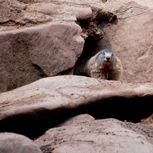Alpine Marmot at Nuremberg, 04/09/15
