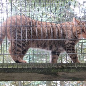 Scottish Wildcat 250815