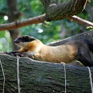 Northern Yellow-throated Marten at Nuremberg, 04/09/15