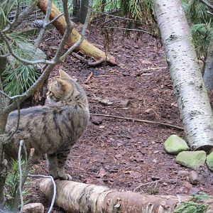 Scottish Wildcat 250815