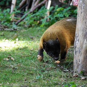 Northern Yellow-throated Marten at Nuremberg, 04/09/15