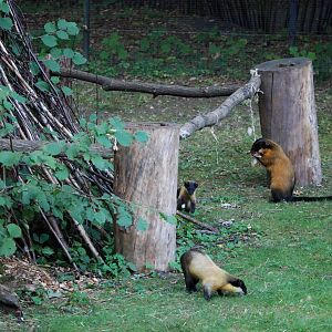 Northern Yellow-throated Martens at Nuremberg, 04/09/15