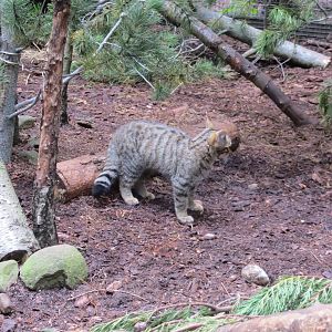 Scottish Wildcat 250815