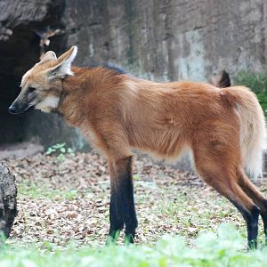 Maned Wolf at Nuremberg, 04/09/15