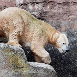 Polar Bear at Nuremberg, 04/09/15