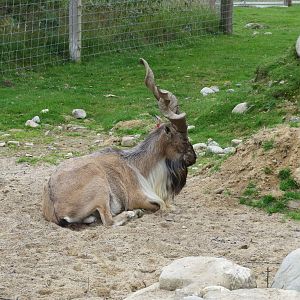 Markhor 250815