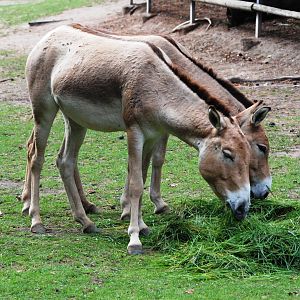 Kulan at Nuremberg, 04/09/15