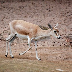 Persian Gazelle at Nuremberg, 04/09/15