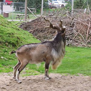 Markhor 250815