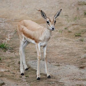 Persian Gazelle at Nuremberg, 04/09/15