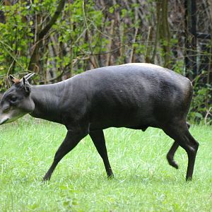 Yellow-backed Duiker at Nuremberg, 04/09/15