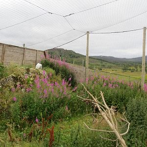 Snowy Owl enclosure 250815