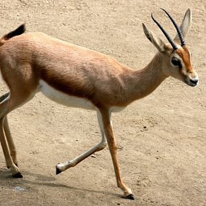 Dorcas gazelle; Stuttgart; 4th September 2015