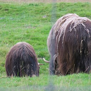 Musk-oxen 250815