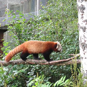 Red Panda 250815