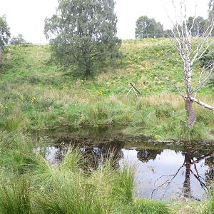 Wolverine enclosure 250815