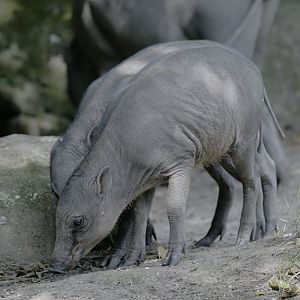 Babirusa twins