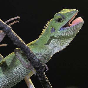 Green crested lizard