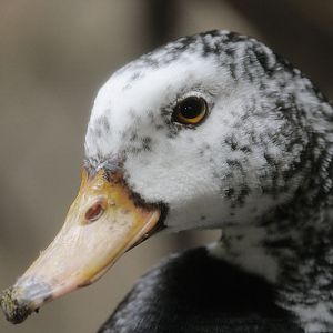 White-winged wood duck