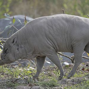 Babirusa 'Sausu'