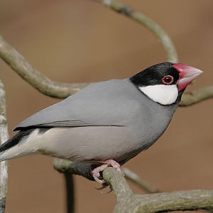 Java sparrow