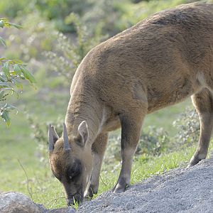 Lowland anoa juvenile