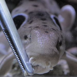 Epaulette shark feeding