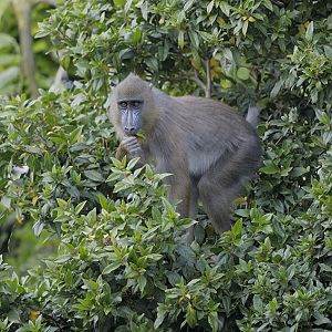 Mandrill climbing