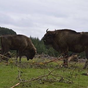 Wisent 250815