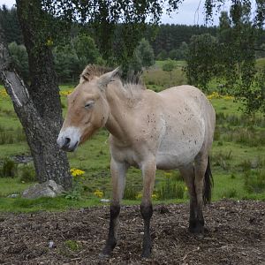 Przewalskis Horse 250815