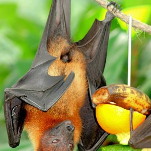 Fruit bat; Stuttgart; 5th September 2015