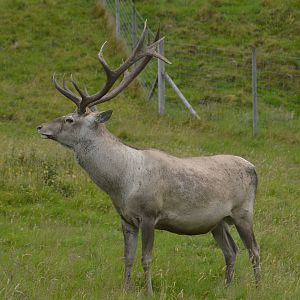 Bukhara Deer 250815