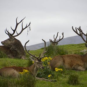 Red Deer 250815