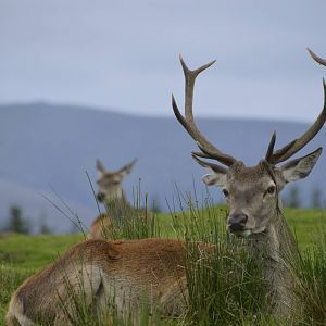Red Deer 250815
