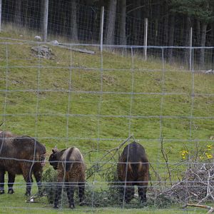 Mishmi Takins 250815