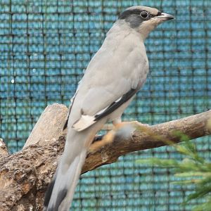 Grey hypocolius male