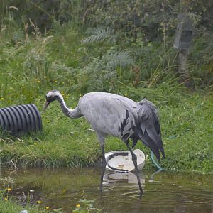 Eurasian Crane 250815