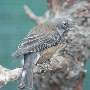 Patagonian sierra finch