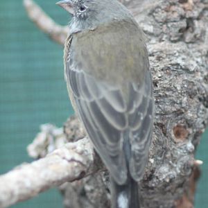 Patagonian sierra finch