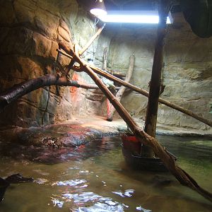 View of Spectacled Caiman/Green Iguana and Turtle exhibit