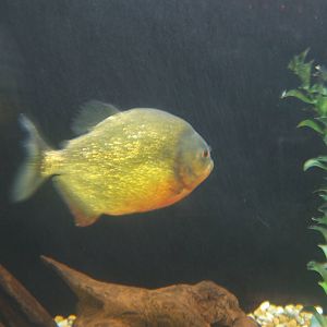 Red-bellied Piranha