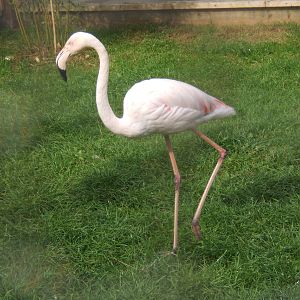 Greater Flamingo