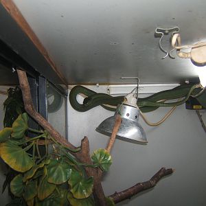 Green Cat-eyed Snake