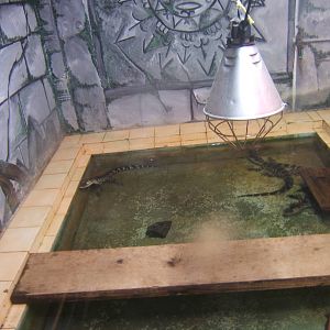 American Alligator`s