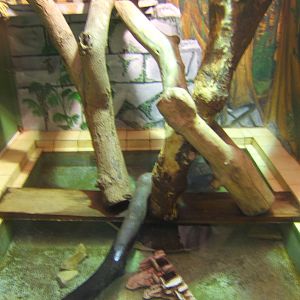 View Florida Soft-shelled Turtle and Green Iguana exhibit