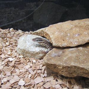 Spiny-tailed Monitor