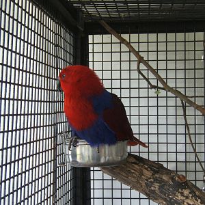 Eclectus Parrot